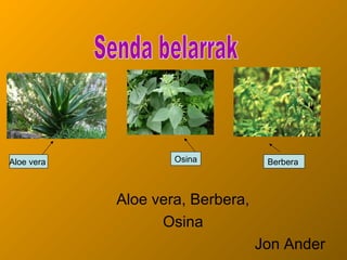 Aloe vera           Osina          Berbera



            Aloe vera, Berbera,
                  Osina
                                  Jon Ander
 
