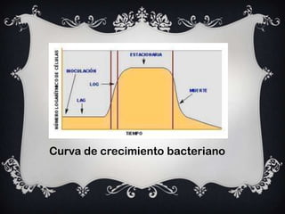 Curva de crecimiento bacteriano
 