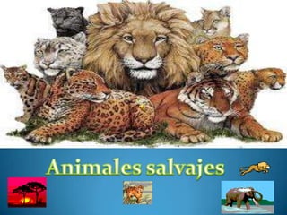 animales salvajes