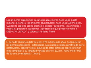 Los primeros organismos eucariotas aparecieron hace unos 1.600
millones de años y los primeros pluricelulares hace unos 670 millones.
Cuando la capa de ozono alcanzo el espesor suficiente, los animales y
vegetales pudieron abandonar la proteccion que proporcionaba el "
MEDIO ACUATICO " y colonizar la tierra firme.


El periodo cambrico data de unos 570 millones de años, ( aparecieron
los primeros trilobites ( artropodos cuyo cuerpo estaba constituido por 3
partes,torax, cabeza y cola ; algunas de estas extrañas especies tenian
ojos complejos y su longitud variaba entre el 1/2 cm. hasta medir mas
de 60 cms.) y esponjas - ( Mar ).
 