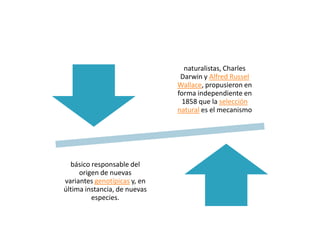 naturalistas, Charles
                               Darwin y Alfred Russel
                              Wallace, propusieron en
                              forma independiente en
                                1858 que la selección
                              natural es el mecanismo




  básico responsable del
     origen de nuevas
variantes genotípicas y, en
última instancia, de nuevas
         especies.
 
