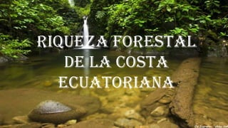 RIQUEZA FORESTAL
   DE LA COSTA
  ECUATORIANA
 