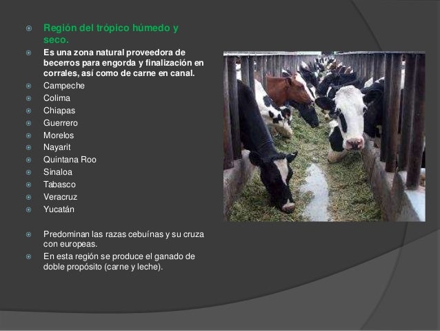 produccion de bovinos en mexico