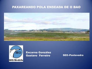 PAXAREANDO POLA ENSEADA DE O BAO




      Encarna González
      Gustavo Ferreiro   SEO–Pontevedra
 