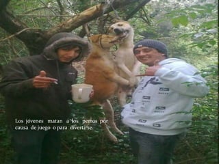 Los jóvenes matan a los perros por
causa de juego o para divertirse.
 