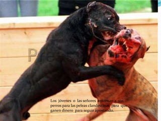 Los jóvenes o las señores entrenan a sus
perros para las peleas clandestinas para que
ganen dinero para seguir apostando.
 