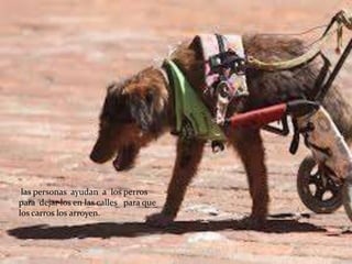 las personas ayudan a los perros
para dejar los en las calles para que
los carros los arroyen.
 