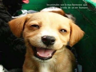 los animales son lo mas hermosos que
pueda ver en la vida de un ser humano.
 
