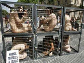 Los jóvenes representan la como encarcelan a
los perros en la perrera.
 