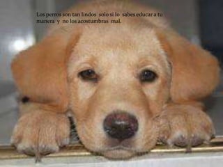 Los perros son tan lindos solo si lo sabes educar a tu
manera y no los acostumbras mal.
 