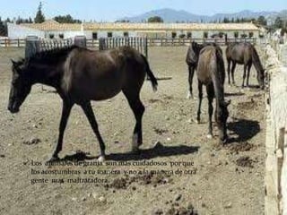 Los animales de granja son mas cuidadosos por que
los acostumbras a tu manera y no a la manera de otra
gente mas maltratadora.
 