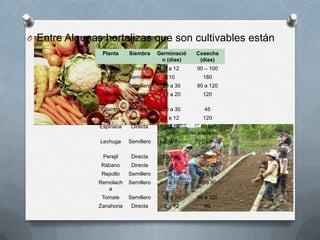 O Entre Algunas hortalizas que son cultivables están
                Planta     Siembra     Germinació   Cosecha
                                        n (días)     (días)
                Acelga      Directa      8 a 12     90 – 100
                  Ajo      Semillero      10           180
                 Apio      Semillero    20 a 30     90 a 120
                Cebolla     Directa     12 a 20        120
                 larga
                Cilantro   Semillero    20 a 30         45
                Coliflor   Semillero     7 a 12        120
               Espinaca     Directa      7 a 10      60 en
                                                    adelante
               Lechuga     Semillero     6a7        70 Cuando
                                                       inicia
                Perejil     Directa     20 a 30      floración
               Rábano       Directa      5a8         30 a 35
                Repollo    Semillero     7 a 10      70 a 80
               Remolach    Semillero     7 a 10      80 a 90
                  a
                Tomate     Semillero    12 a 20     90 a 120
               Zanahoria    Directa      7 a 12         90
 