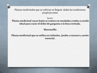 Plantas medicinales que se cultivan en Bogotá dadas las condiciones
                            propicias están

                                llantén
Planta medicinal cuyas hojas se comen en ensaladas crudas o cocida
      ideal para curar el dolor de garganta o la boca irritada.

                             Manzanilla

Planta medicinal que se utiliza en infusión, jarabe y extracto y aceite
                              esencial.
 