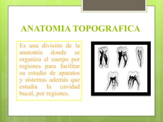 ANATOMIA TOPOGRAFICA
Es una división de la
anatomía donde se
organiza el cuerpo por
regiones para facilitar
su estudio de aparatos
y sistemas además que
estudia la cavidad
bucal, por regiones.
 