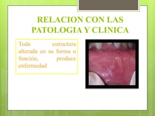 RELACION CON LAS
     PATOLOGIA Y CLINICA
Toda          estructura
alterada en su forma o
función,        produce
enfermedad
 