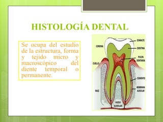 HISTOLOGÍA DENTAL
Se ocupa del estudio
de la estructura, forma
y tejido micro y
macroscópico         del
diente temporal o
permanente.
 