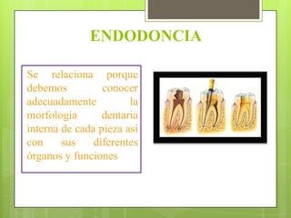 ENDODONCIA

Se relaciona porque
debemos          conocer
adecuadamente          la
morfología       dentaria
interna de cada pieza así
con     sus    diferentes
órganos y funciones
 