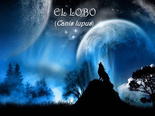 EL LOBO
(Canis lupus)
 