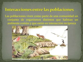 Las poblaciones viven como parte de una comunidad un
conjunto de organismos distintos que habitan un
ambiente común y que están en interacción recíproca
 