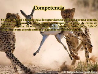 Se denomina así a la estrategia de supervivencia utilizada por una especie,
que incluye la forma de alimentarse, de competir con otras, de cazar, de
evitar ser comida. En otras palabras, es la función, “profesión” u “oficio”
que cumple una especie animal o vegetal dentro del ecosistema.
 