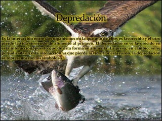 Es la interacción entre dos organismos en la que uno de ellos es favorecido y el otro
pierde la vida sirviendo de alimento al primero. El depredador se ve favorecido en
esta interacción, puesto que de esta forma se alimenta. La presa, en cambio, se ve
perjudicada en esta interacción ya que pierde la vida. Por esta razón, la depredación
se representa con los símbolos +/-
 