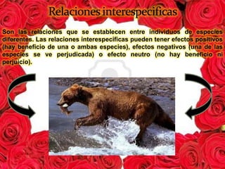 Son las relaciones que se establecen entre individuos de especies
diferentes. Las relaciones interespecificas pueden tener efectos positivos
(hay beneficio de una o ambas especies), efectos negativos (una de las
especies se ve perjudicada) o efecto neutro (no hay beneficio ni
perjuicio).
 