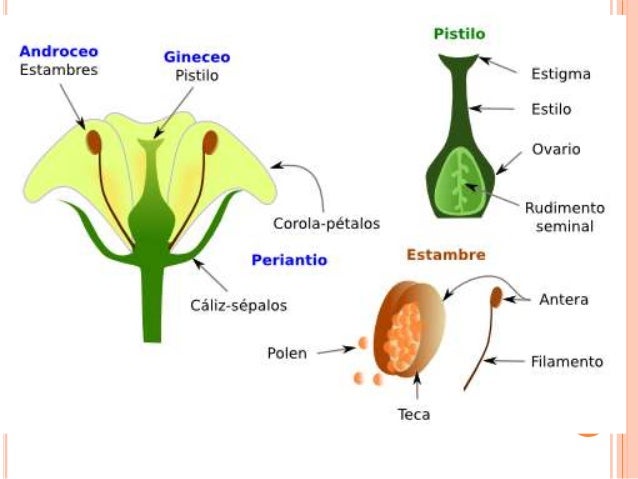 Partes de la flor por Verónica Vásquez