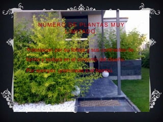 NÚMERO DE PLANTAS MUY
LIMITADO.
destacan por su follaje y sus contrastes de
forma y textura en el conjunto del diseño.
Por ejemplo: gramíneas o el bambú.
 