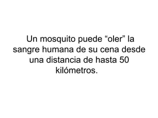 Un mosquito puede “oler” la
sangre humana de su cena desde
una distancia de hasta 50
kilómetros.
 