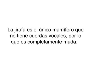 La jirafa es el único mamífero que
no tiene cuerdas vocales, por lo
que es completamente muda.
 