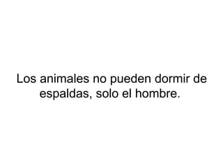 Los animales no pueden dormir de
espaldas, solo el hombre.
 