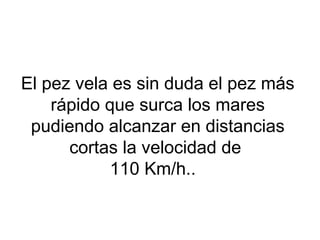El pez vela es sin duda el pez más
rápido que surca los mares
pudiendo alcanzar en distancias
cortas la velocidad de
110 Km/h..
 