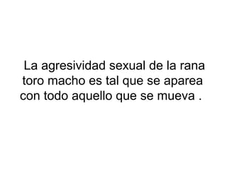 La agresividad sexual de la rana
toro macho es tal que se aparea
con todo aquello que se mueva .
 