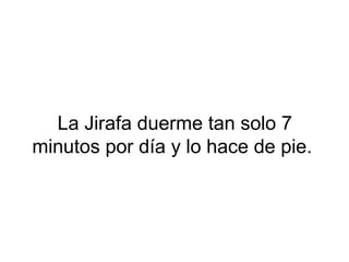 La Jirafa duerme tan solo 7
minutos por día y lo hace de pie.
 