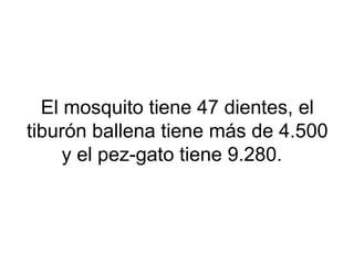 El mosquito tiene 47 dientes, el
tiburón ballena tiene más de 4.500
y el pez-gato tiene 9.280.
 
