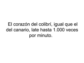 El corazón del colibrí, igual que el
del canario, late hasta 1.000 veces
por minuto.
 