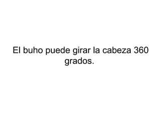 El buho puede girar la cabeza 360
grados.
 