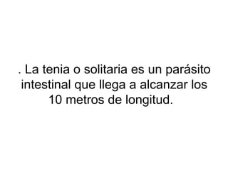 . La tenia o solitaria es un parásito
intestinal que llega a alcanzar los
10 metros de longitud.
 