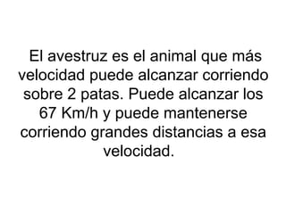 El avestruz es el animal que más
velocidad puede alcanzar corriendo
sobre 2 patas. Puede alcanzar los
67 Km/h y puede mantenerse
corriendo grandes distancias a esa
velocidad.
 