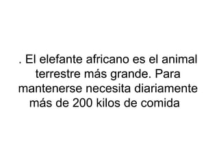 . El elefante africano es el animal
terrestre más grande. Para
mantenerse necesita diariamente
más de 200 kilos de comida
 