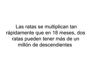 Las ratas se multiplican tan
rápidamente que en 18 meses, dos
ratas pueden tener más de un
millón de descendientes
 