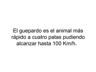 El guepardo es el animal más
rápido a cuatro patas pudiendo
alcanzar hasta 100 Km/h.
 