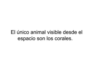 El único animal visible desde el
espacio son los corales.
 