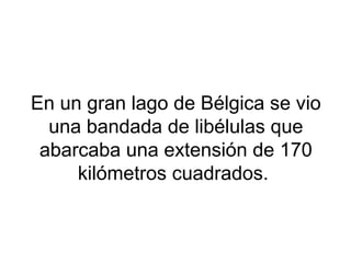 En un gran lago de Bélgica se vio
una bandada de libélulas que
abarcaba una extensión de 170
kilómetros cuadrados.
 