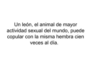 Un león, el animal de mayor
actividad sexual del mundo, puede
copular con la misma hembra cien
veces al día.
 