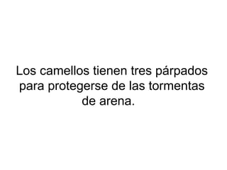 Los camellos tienen tres párpados
para protegerse de las tormentas
de arena.
 