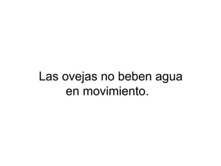 Las ovejas no beben agua
en movimiento.
 