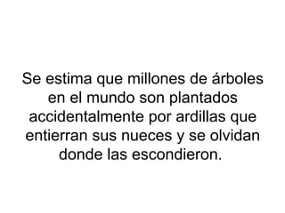 Se estima que millones de árboles
en el mundo son plantados
accidentalmente por ardillas que
entierran sus nueces y se olvidan
donde las escondieron.
 