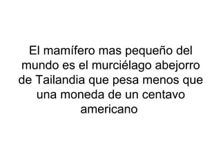 El mamífero mas pequeño del
mundo es el murciélago abejorro
de Tailandia que pesa menos que
una moneda de un centavo
americano
 