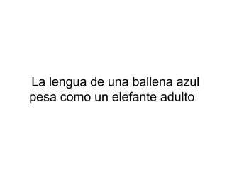 La lengua de una ballena azul
pesa como un elefante adulto
 